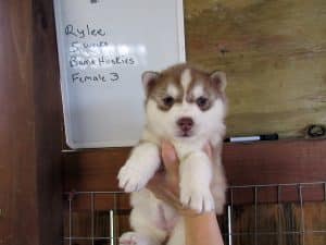 red and white husky puppy