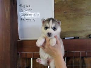 grey and white husky puppy