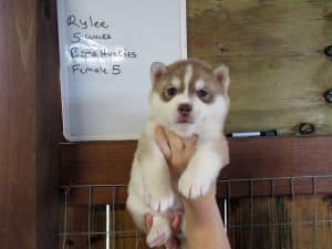 red and white husky puppy