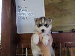 grey and white husky puppy