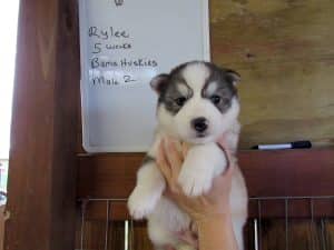 grey and white husky puppy