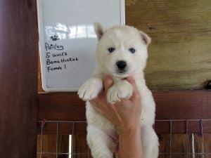 Husky puppies for sale