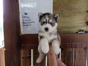 Husky puppies for sale