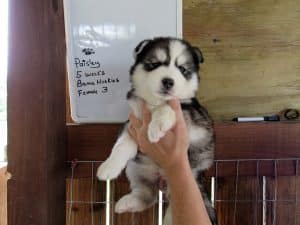 Husky puppies for sale