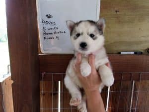 Husky puppies for sale