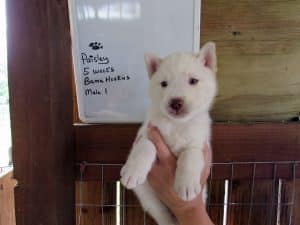 Husky puppies for sale