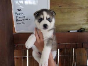 Husky puppies for sale