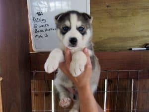 Husky puppies for sale