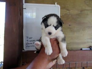 black and white husky puppy