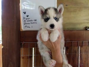 Husky puppy