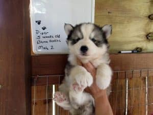 Husky puppy