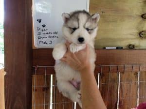 Husky puppy