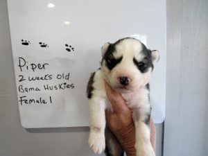 grey and white husky puppy for sale