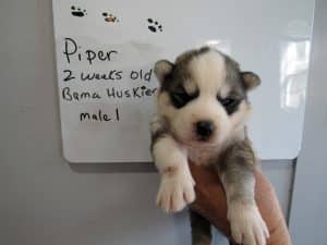 grey and white husky puppy for sale