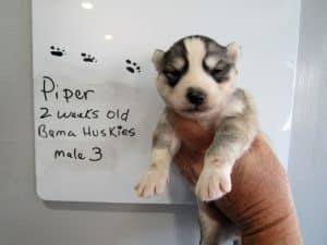 grey and white husky puppy
