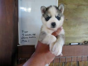 grey and white husky puppy