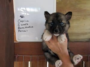 Agouti husky puppy for sale