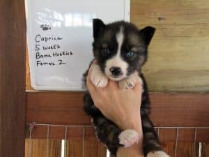 Agouti husky puppy for sale
