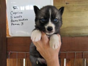 Agouti husky puppy for sale