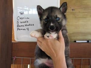 Agouti husky puppy for sale