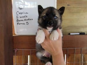 Agouti husky puppy for sale