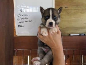 Agouti husky puppy for sale