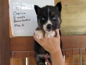 Agouti husky puppy for sale