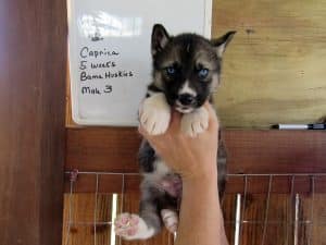 Agouti husky puppy for sale