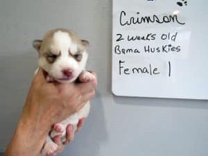 grey and white husky puppy