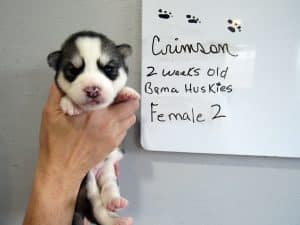 grey and white husky puppy