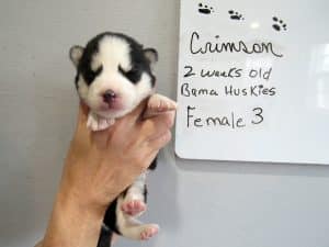 grey and white husky puppy