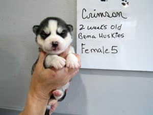 diluted black and white husky puppy for sale
