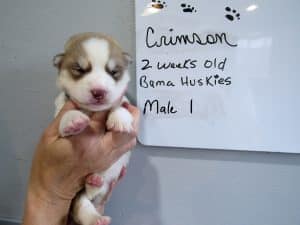 grey and white husky puppy