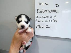 black and white husky puppy