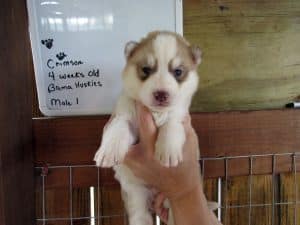red and white husky puppy