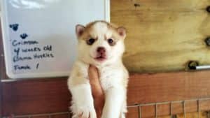 red and white husky puppy for sale