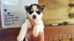 grey and white husky puppy for sale