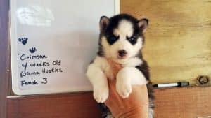 black and white husky puppy for sale