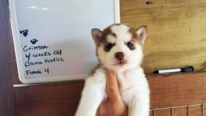 red and white husky puppy for sale