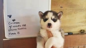 grey and white husky puppy for sale