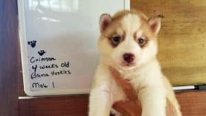 red and white husky puppy for sale