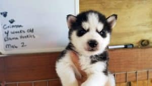 black and white husky puppy for sale