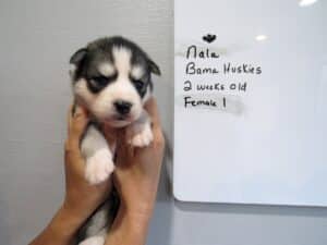 grey and white husky puppy