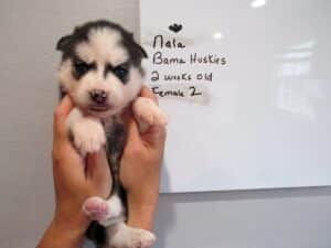 husky puppy