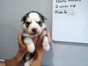 husky puppy