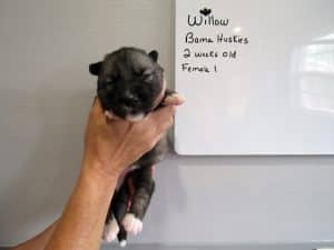 Agouti husky puppy for sale