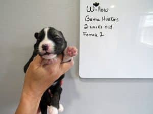 Agouti husky puppy for sale