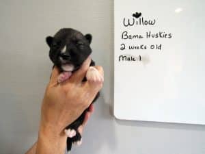 Agouti husky puppy for sale