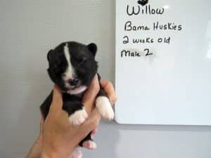 Agouti husky puppy for sale