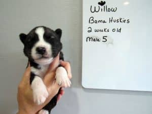 Agouti husky puppy for sale